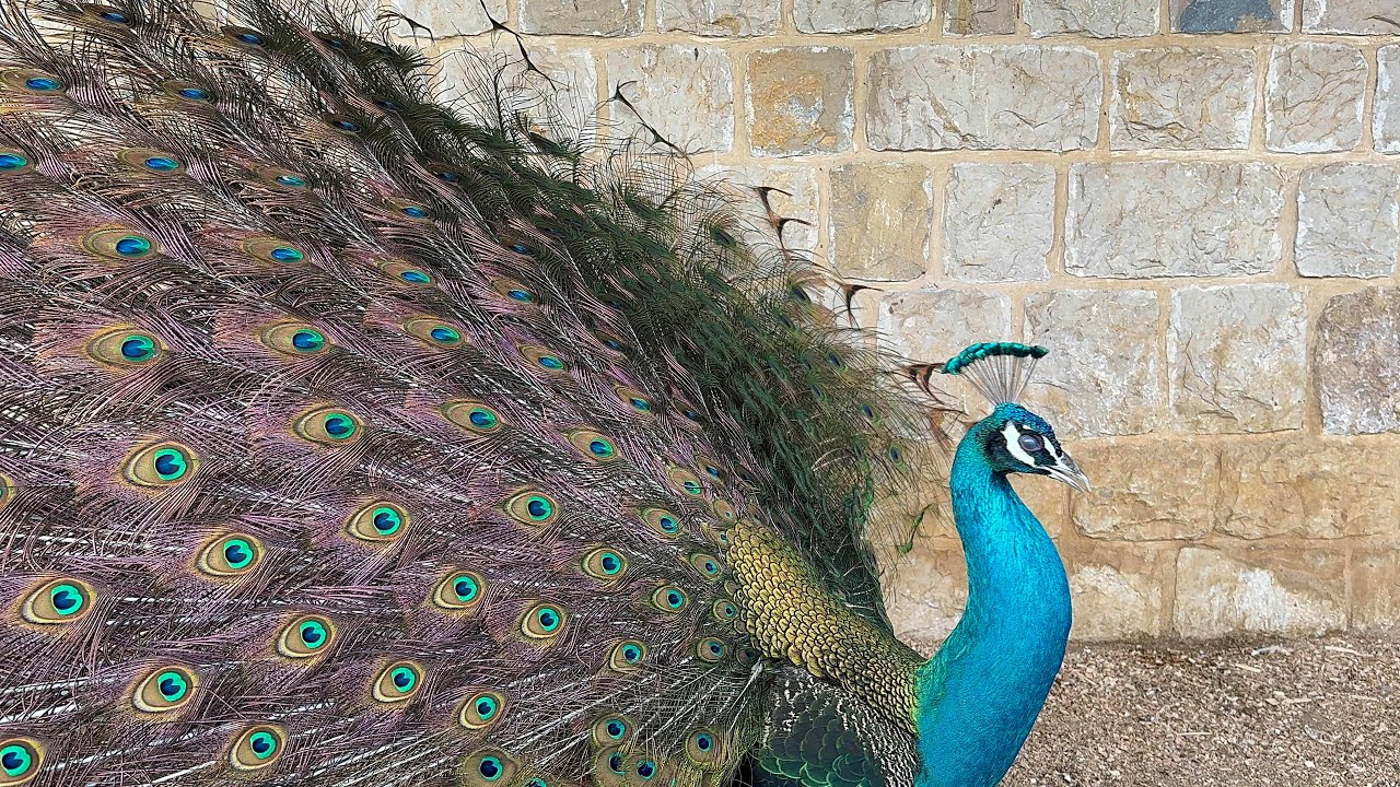 Peacock show up close – truly magical moments