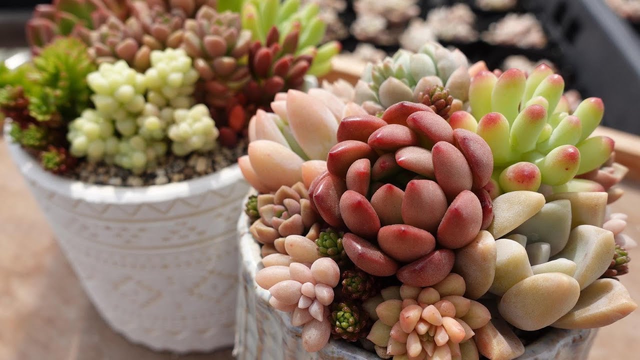 #179【多肉植物 寄せ植えの育て方】初めての方必見。可愛く楽しむためのコツ