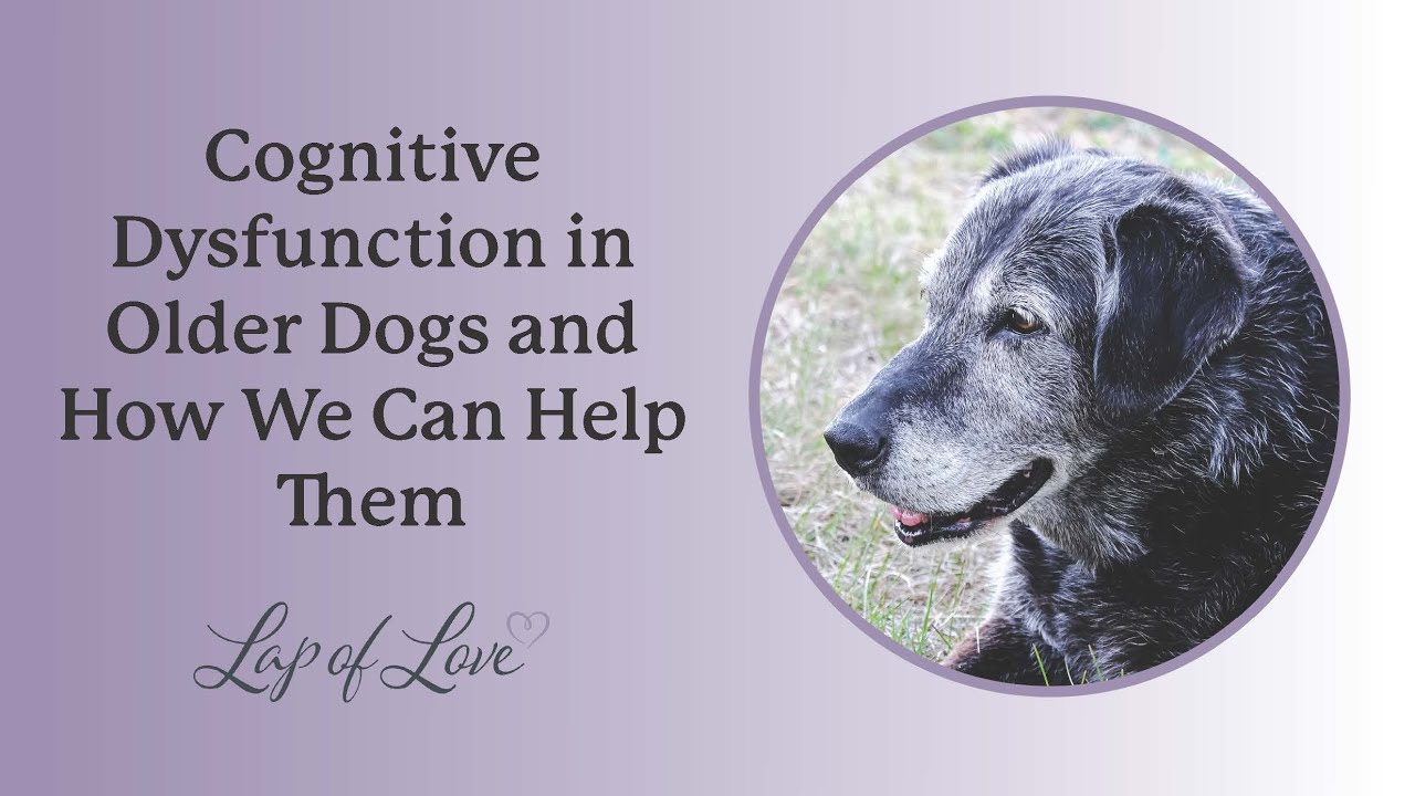 Cognitive Dysfunction in Older Dogs and How We Can Help Them