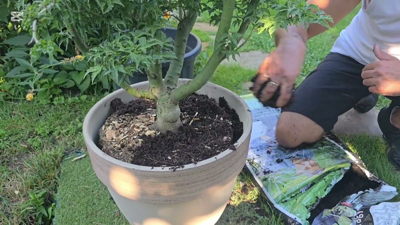 Cserepes Japán juhar ültetése és egyéb tanácsok.