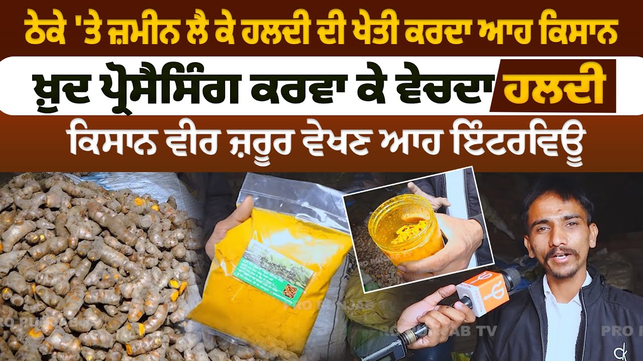 ਠੇਕੇ 'ਤੇ ਜ਼ਮੀਨ ਲੈ ਕੇ ਹਲਦੀ ਦੀ ਖੇਤੀ ਕਰਦਾ ਆਹ ਕਿਸਾਨ, ਖ਼ੁਦ ਪ੍ਰੋਸੈਸਿੰਗ ਕਰਵਾ ਕੇ ਵੇਚਦਾ ਹਲਦੀ | Pro Punjab Tv