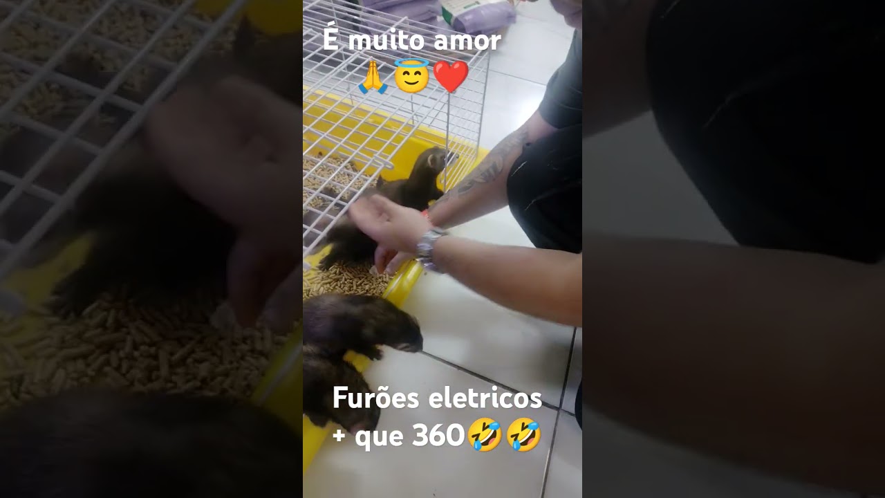 Família elétrica Furões, bbs que num piscar de olhos já se viraram nos 30.Como amo os bichinhos💙❤️😇💡