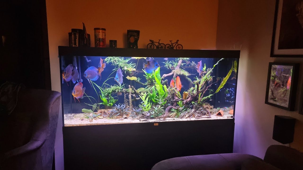 Jaka woda dla ryby Symphysodon discus ( Dyskowców)?
