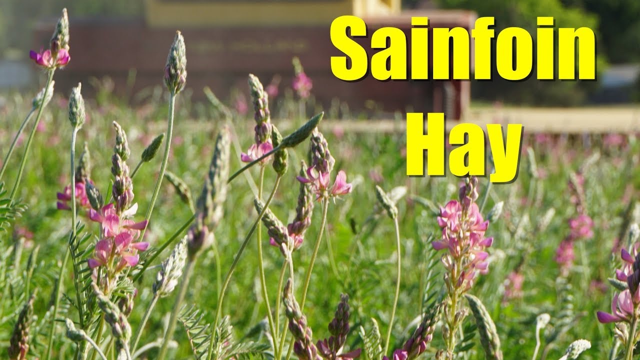 Sainfoin: The Best Hay You've Never Heard Of