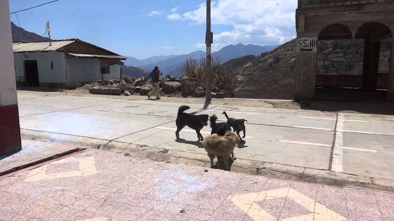 pelea de perros