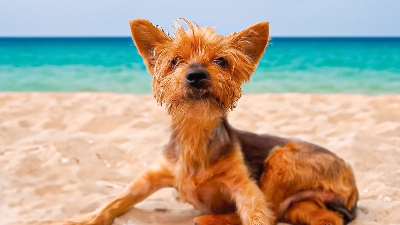This old, sick, abandoned dog is LIVING THE DREAM!