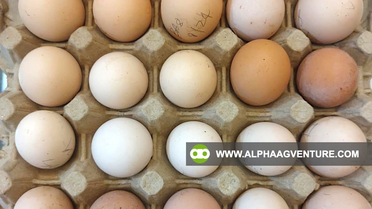 How to Use My Daily Egg Collection and Egg Candling Trackers