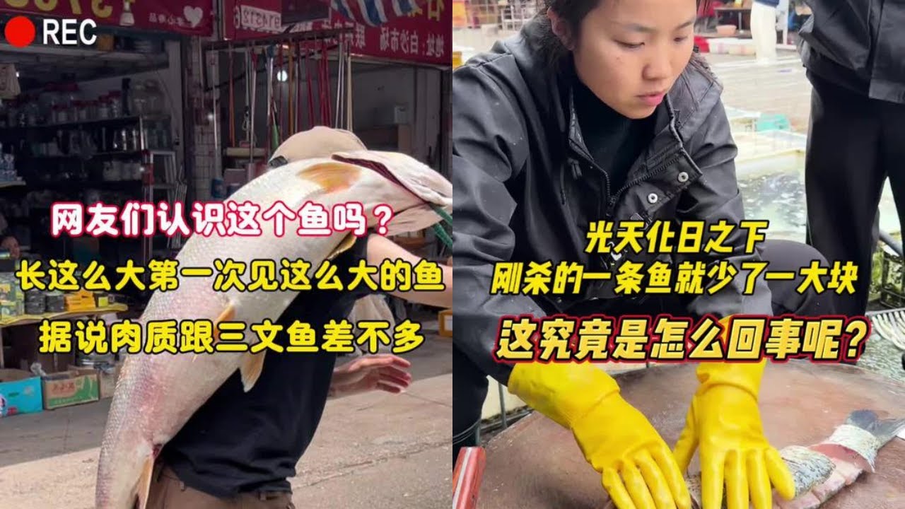 网友们认识这个鱼吗？长这么大第一次见这么大的鱼，据说肉质跟三文鱼差不多！｜光天化日之下，刚杀的一条鱼就缺少了一大块，这究竟是怎么回事呢？