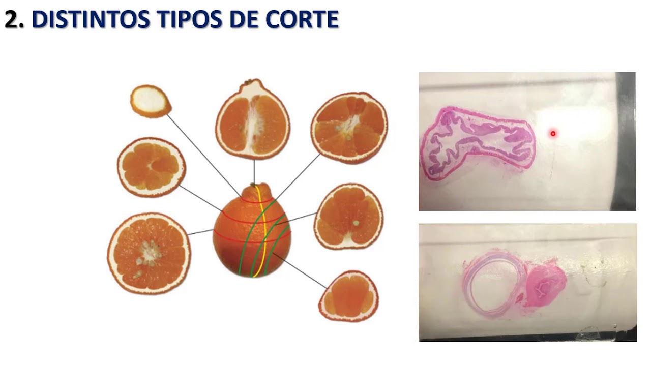LO MÁS IMPORTANTE DE HISTOLOGÍA - PARTE 1