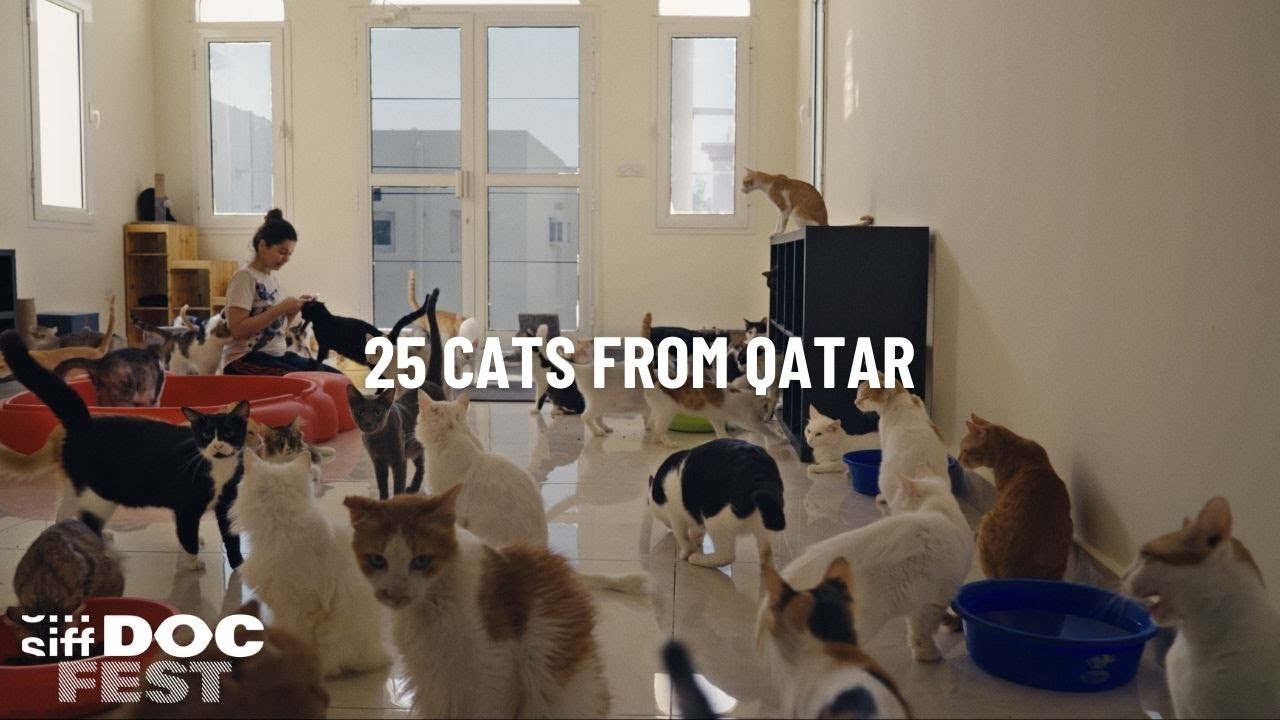 SIFF DocFest 2025: 25 Cats From Qatar