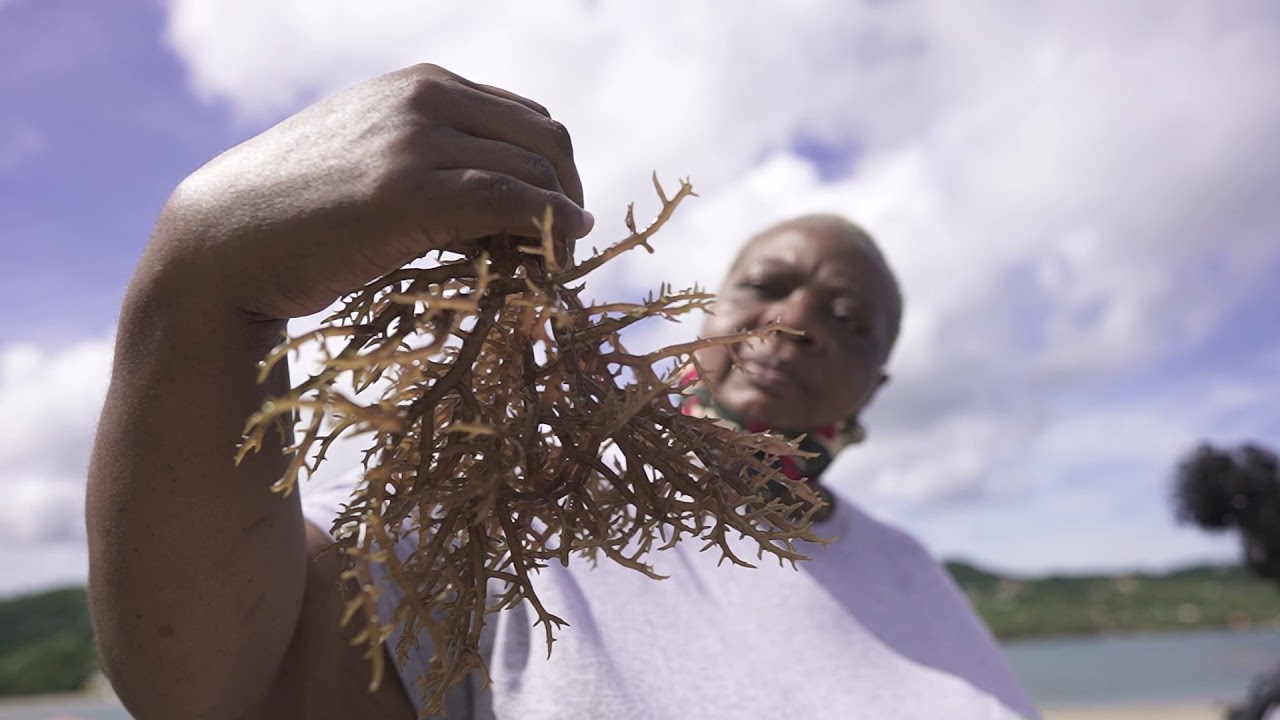SAEP Sustainable Cultivation of Sea moss using Bamboo Rafts