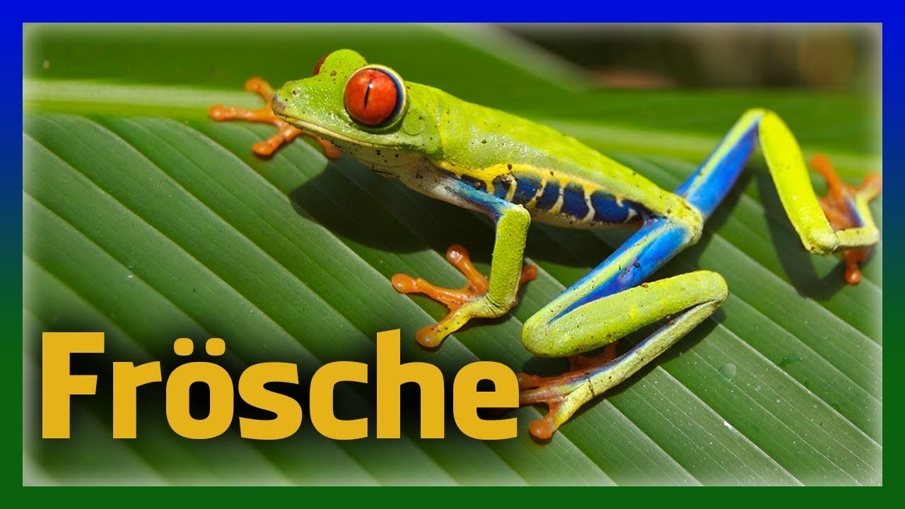 Lebensweise und Ger&auml;usche von Amphibien in Deutschland - Frosch doku