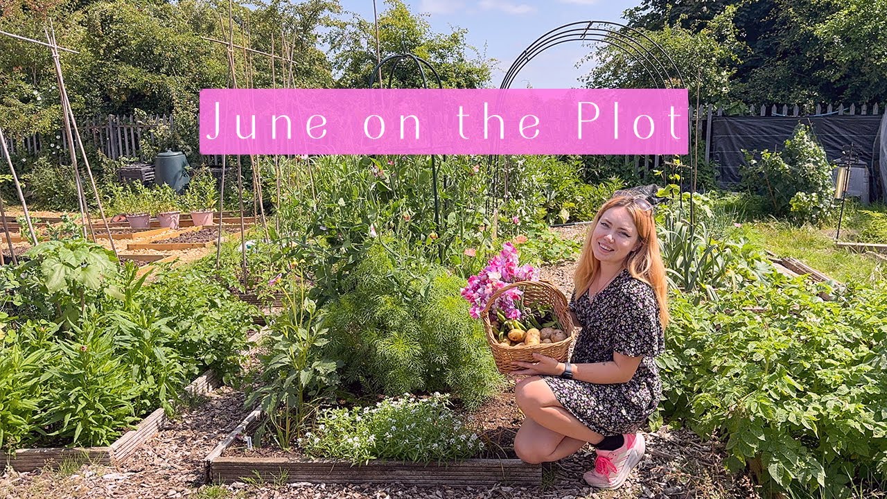 Dahlias, Potatoes, Peas & More! 😍 Allotment Vlog 🥔 Ep.60 🥔