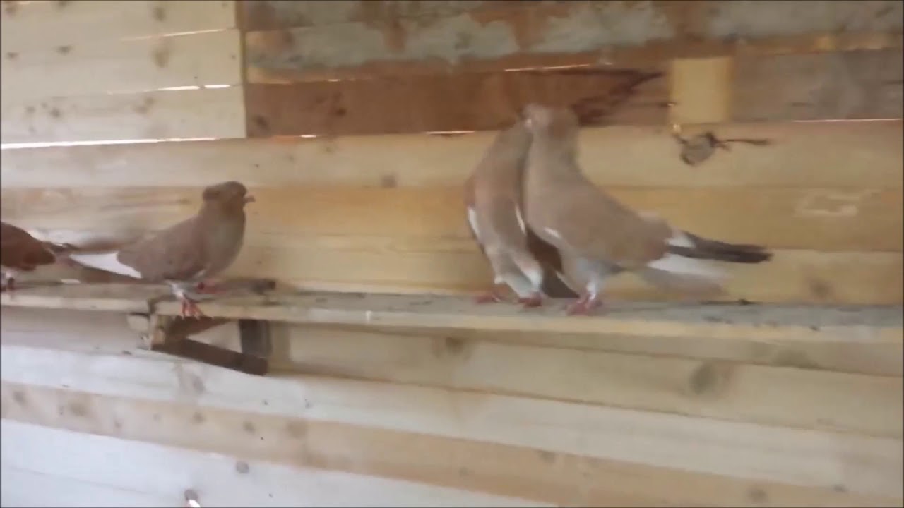 Serbian Highflyer Pigeon - PLLUMAT LART FLUTURUES 2018