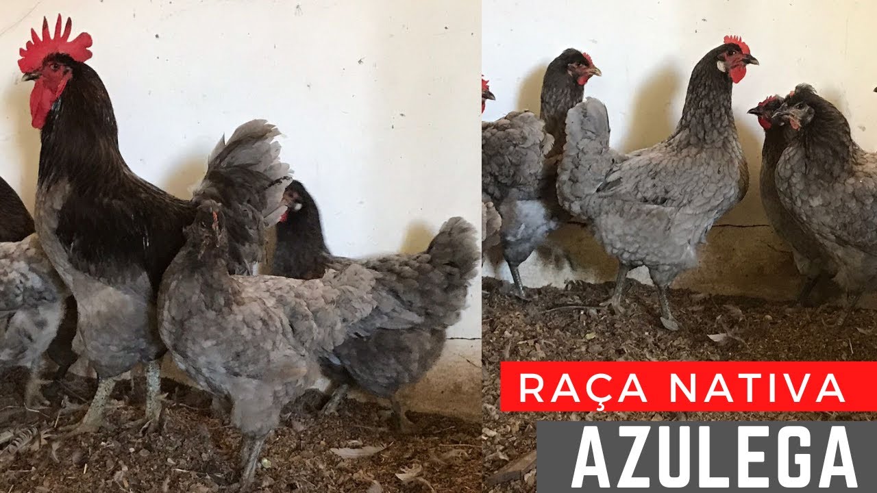 Conheça a Galinha Azul, Nordestina Azul ou Azulega - Raça Nativa do Brasil
