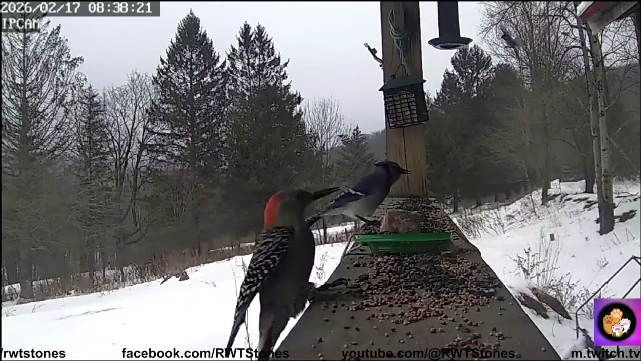 Cat TV Bird Camera 2026/2/17