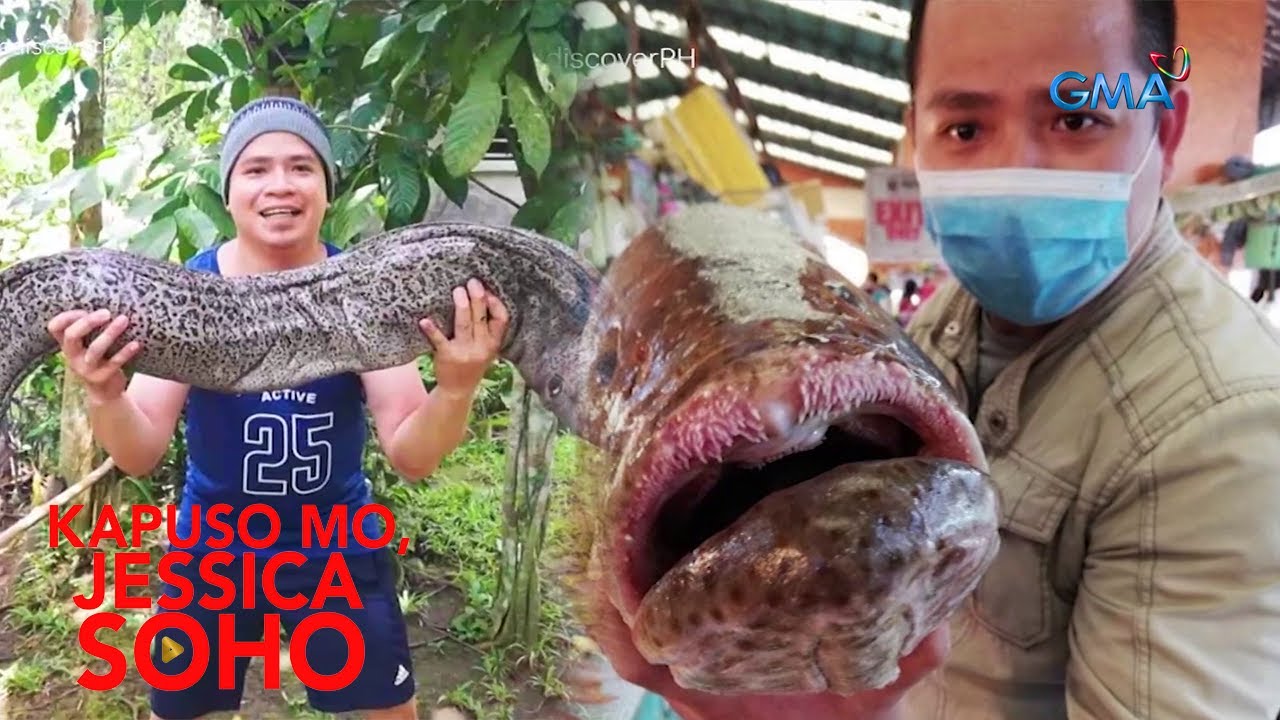 Kapuso Mo, Jessica Soho: GA-HIGANTENG IGAT, NAHULI SA ZAMBOANGA DEL SUR!