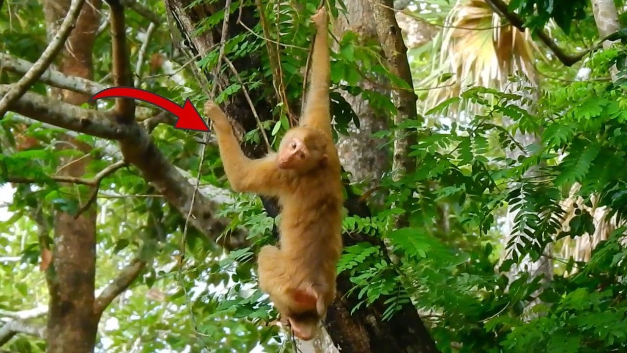 Oh, Monkey Amanda is not have monkey Ashley protect of her, now monkey Rose want to... her😮