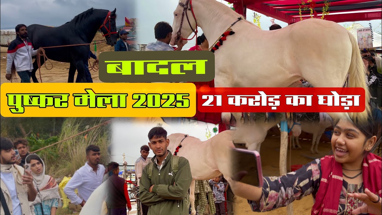 Pushkar Mela 2025 में घोड़ी की एंट्री ने मचा दी हलचल || पुष्कर मेला 2025 | 21 करोड़ का घोड़ा 😱