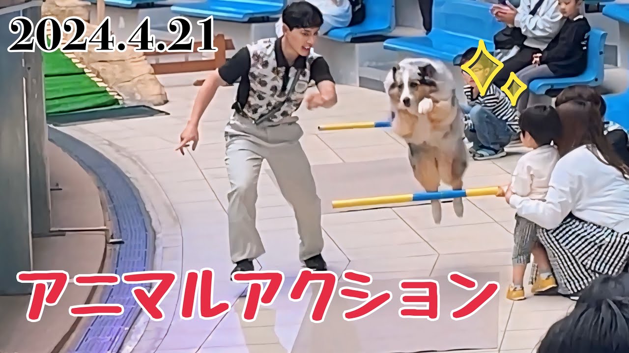 アニマルアクション 2024.4.21 【アドベンチャーワールド】