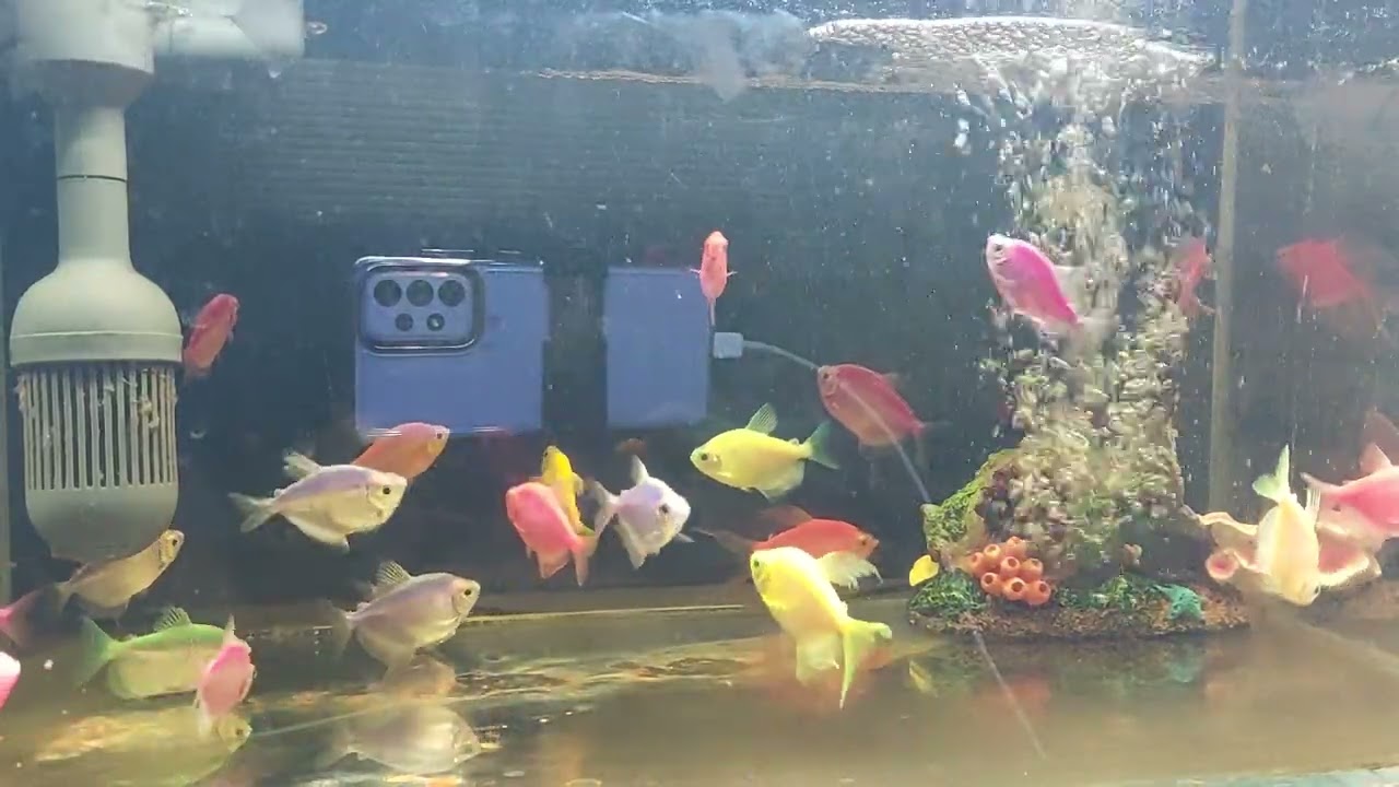 Relaxing Aquarium Fish Tank Sounds no music