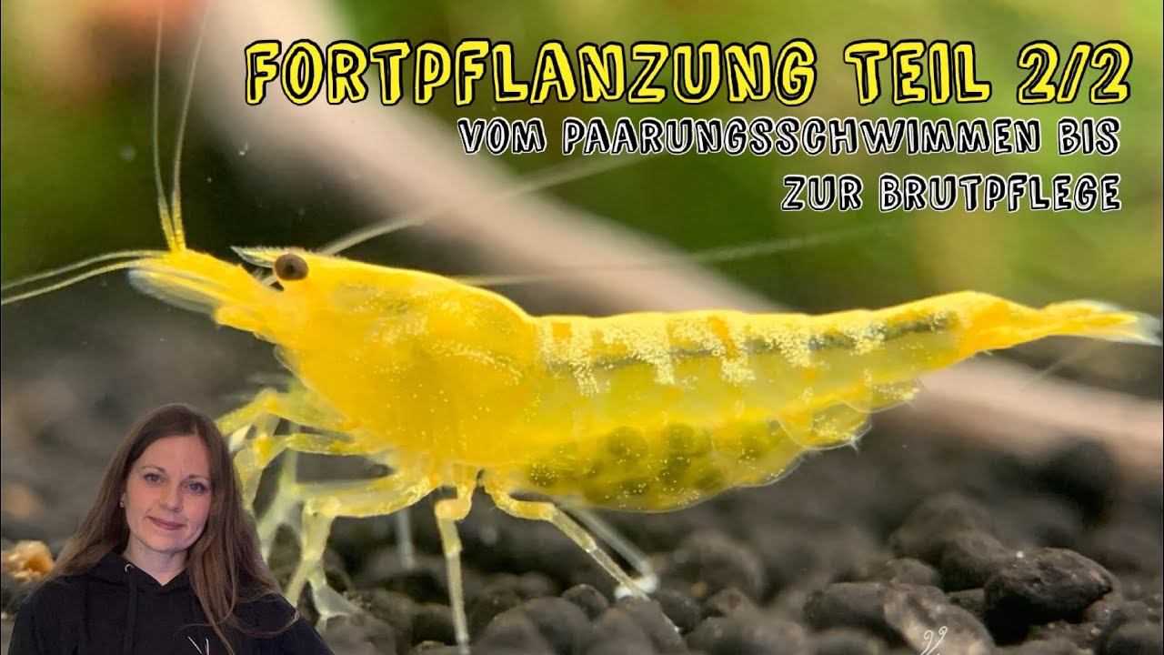 Fortpflanzung von Garnelen -Teil 2/2 - vom Paarungsschwimmen bis zur Brutpflege 🦐