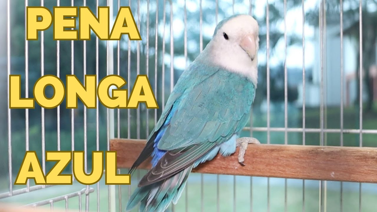COMO TIRAR UM AGAPORNIS PENA LONGA AZUL?