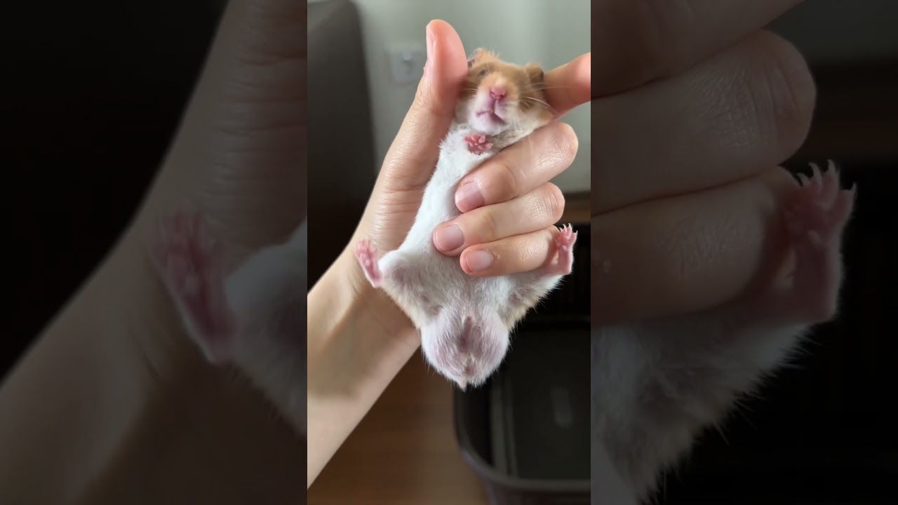 Sahipleneli 5 ay oldu ben bunu yeni &ouml;ğrendim 🧐 #hamstercare #hamstershorts #shortsvideo