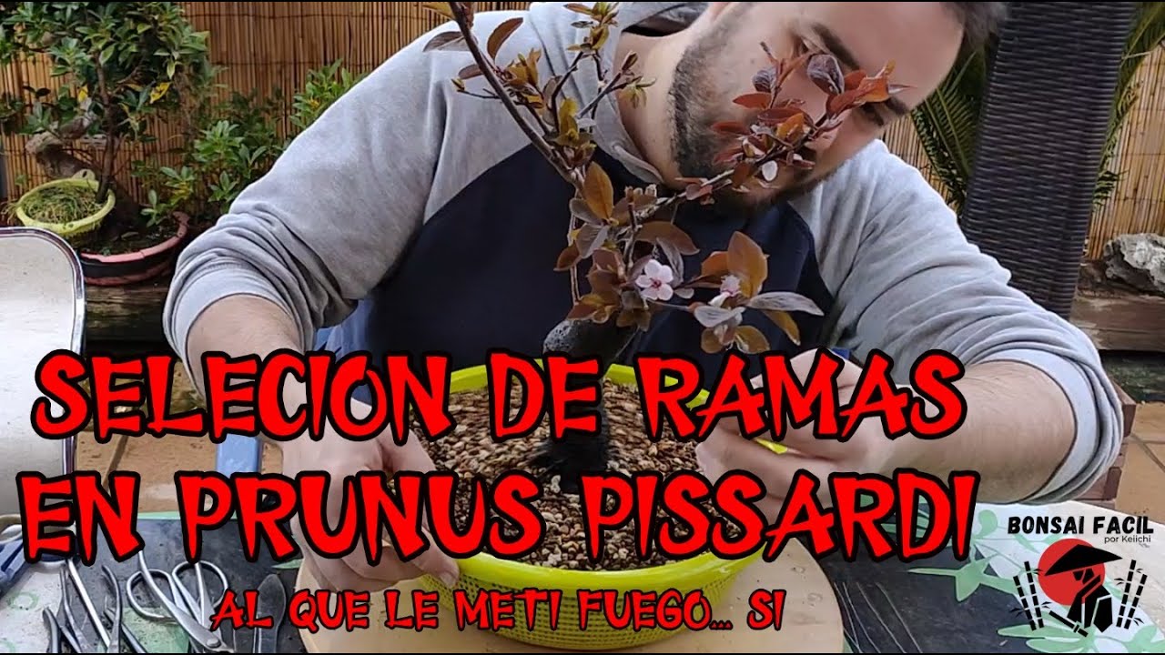 Seleccion de ramas en prunus pissardi y que hacer con ramas rotas.