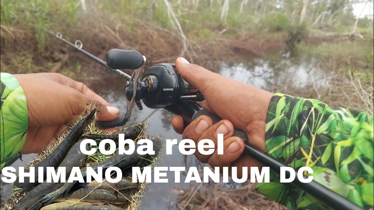 SEMAK BELUKAR SARANG IKAN GABUS