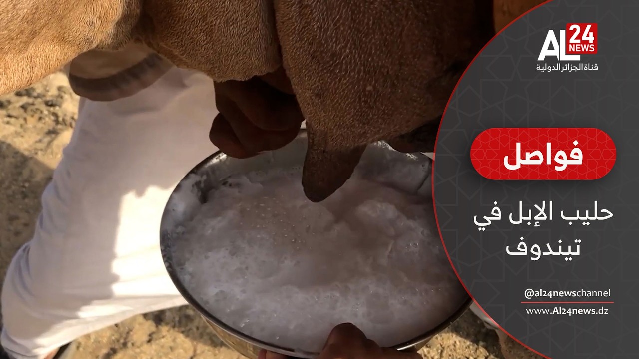 فواصل  | حليب الإبل في تيندوف..من ضرع الحمادة إلى مائدة الصائمين
