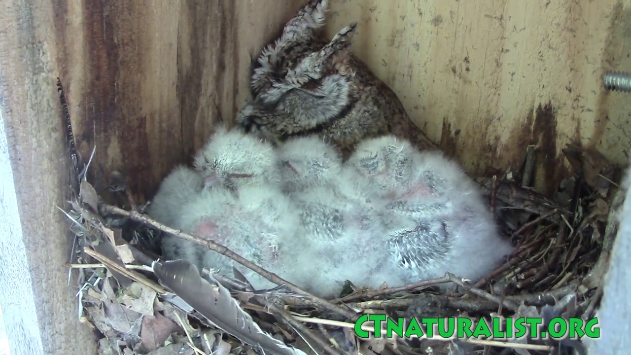 baby owls - screech owl owlets in nest box - CTnaturalist