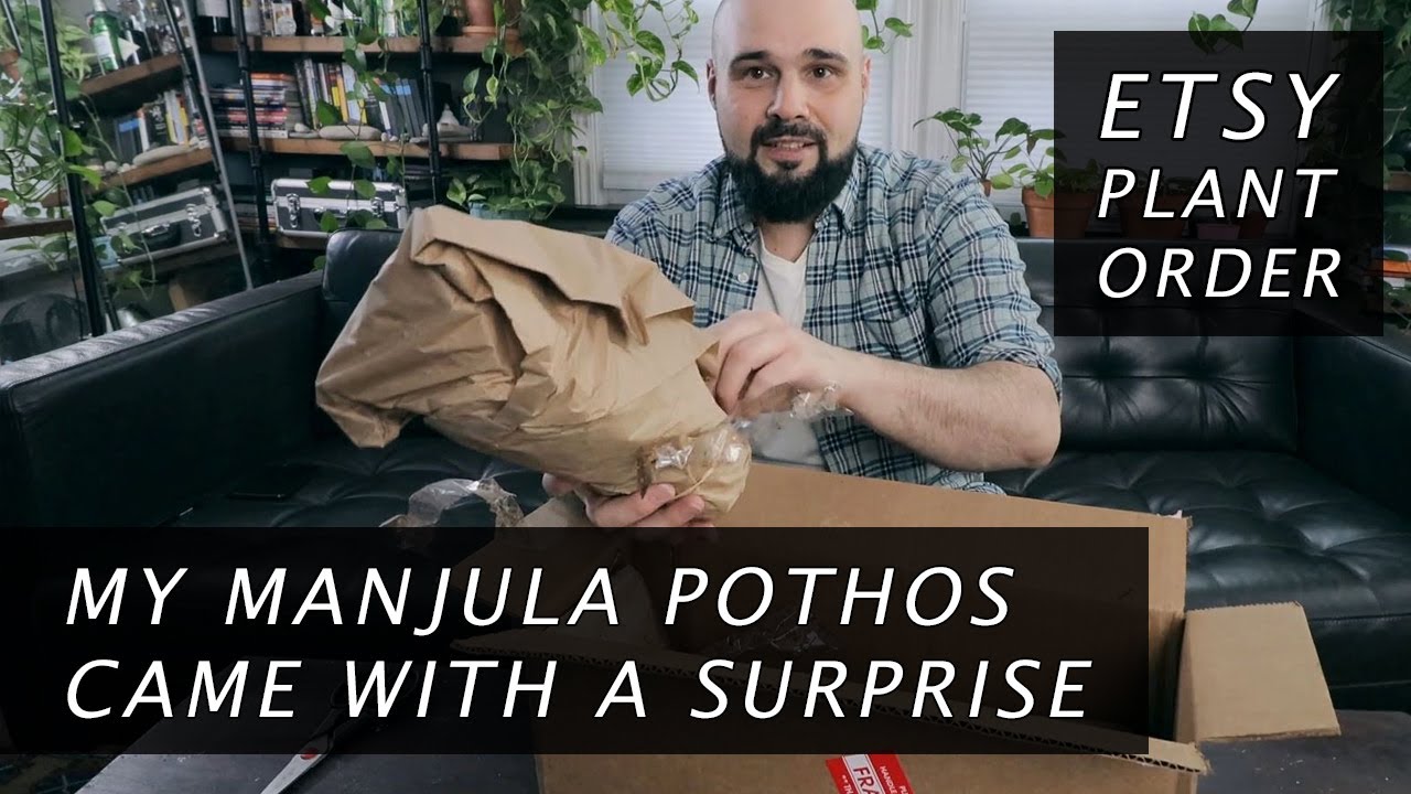 My Manjula Pothos Came With a Surprise