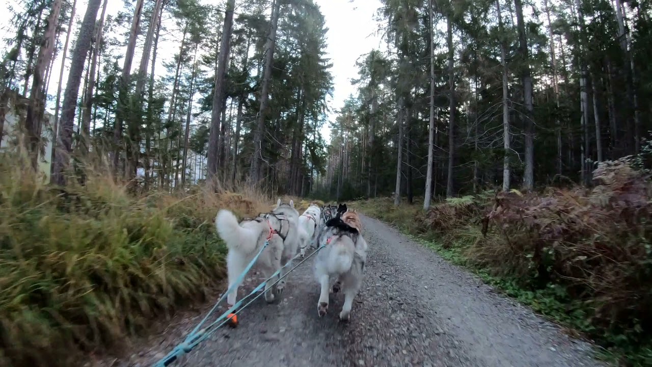 Zugtraining | Husky Power Tirol | GoPro Hero 7 | Full HD