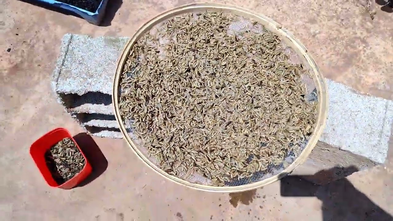 como desidratar as larva da mosca soldado negro e ter alimento natural para peixes aves répteis
