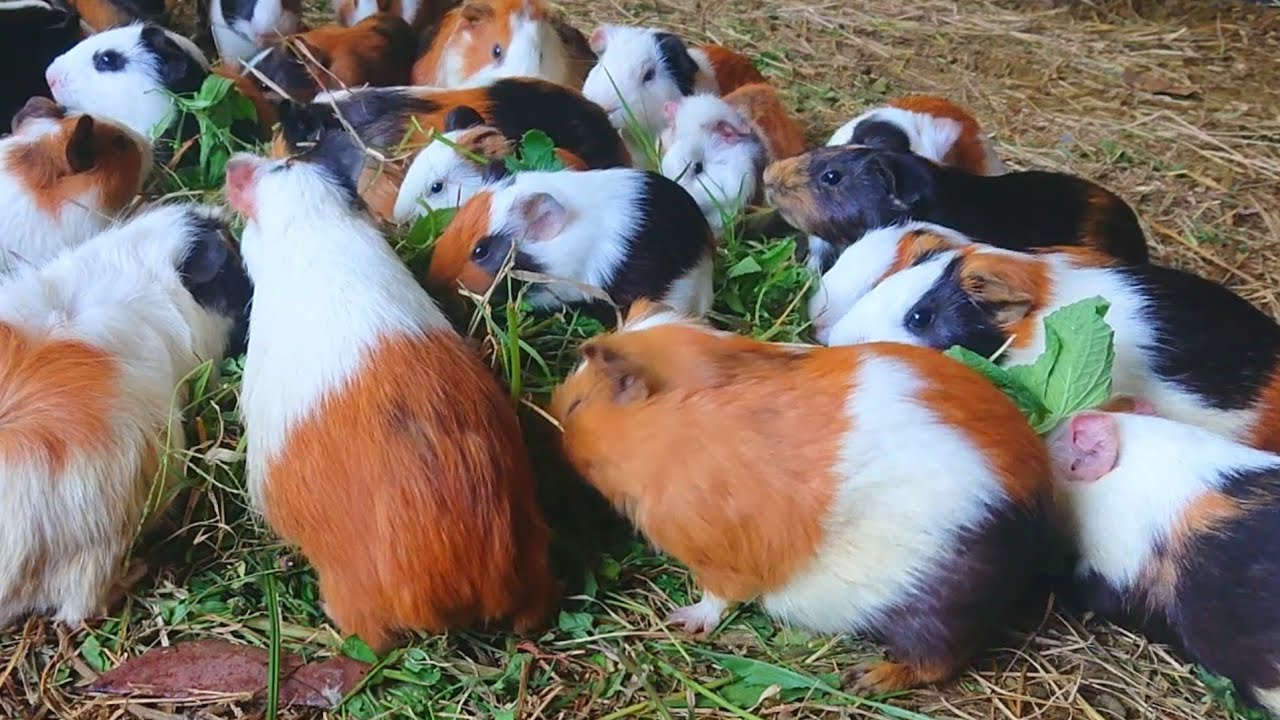 Guinea pigs eating asmr, Guinea pig mom and babies eating, cute animals in the world, asmr videos 