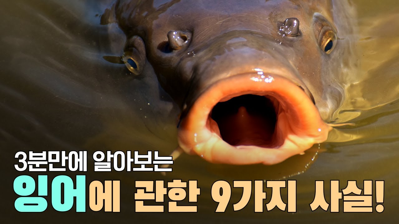 왕[king]물고기! 민물고기 대표 잉어 킹! carp