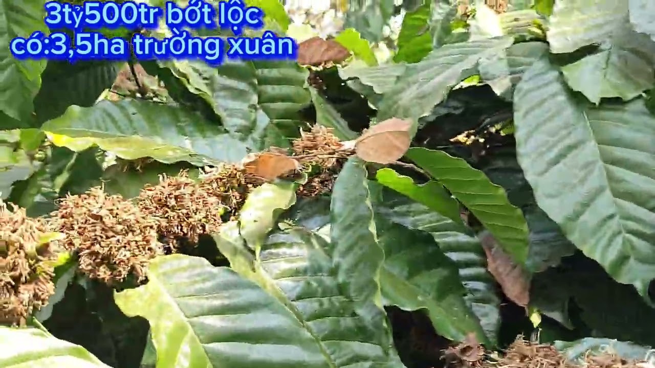 (lô 241) đất chưa sổ 3,5ha trường xuân Lâm Đồng 
