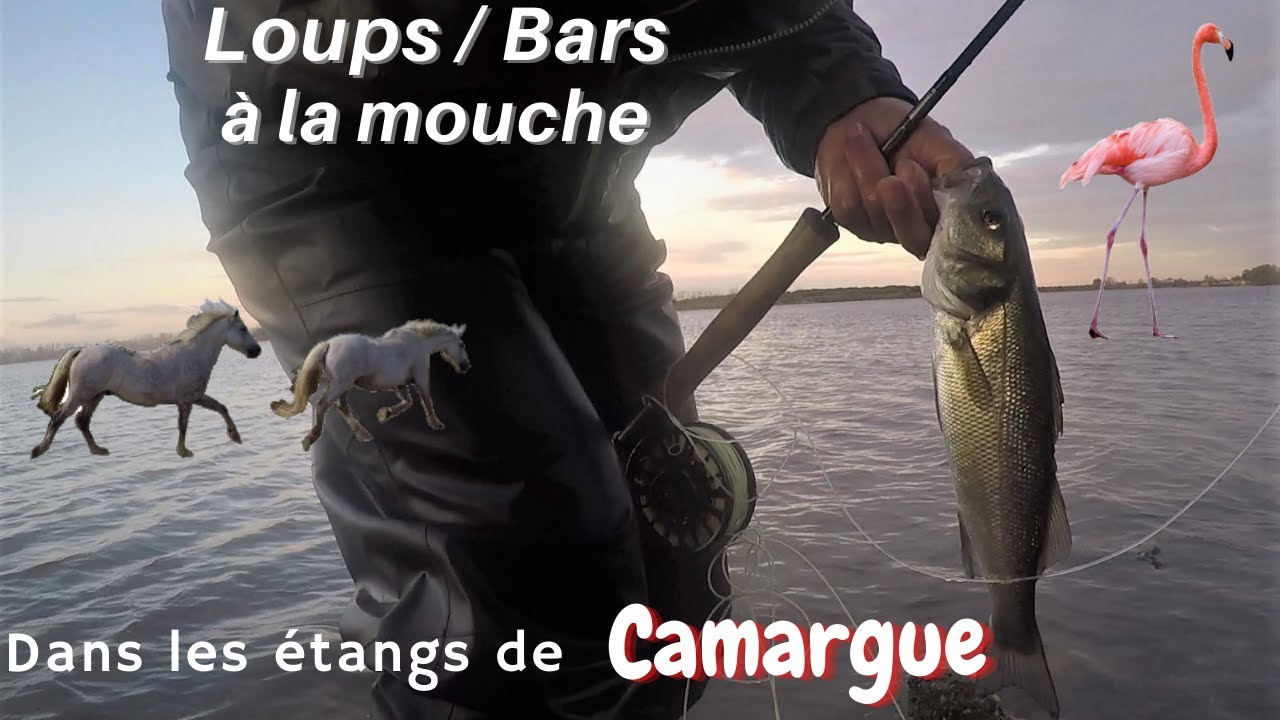 Pêche du Loup (Bar) à la mouche dans les étangs de Camargue en Méditerranée. Seabass on fly