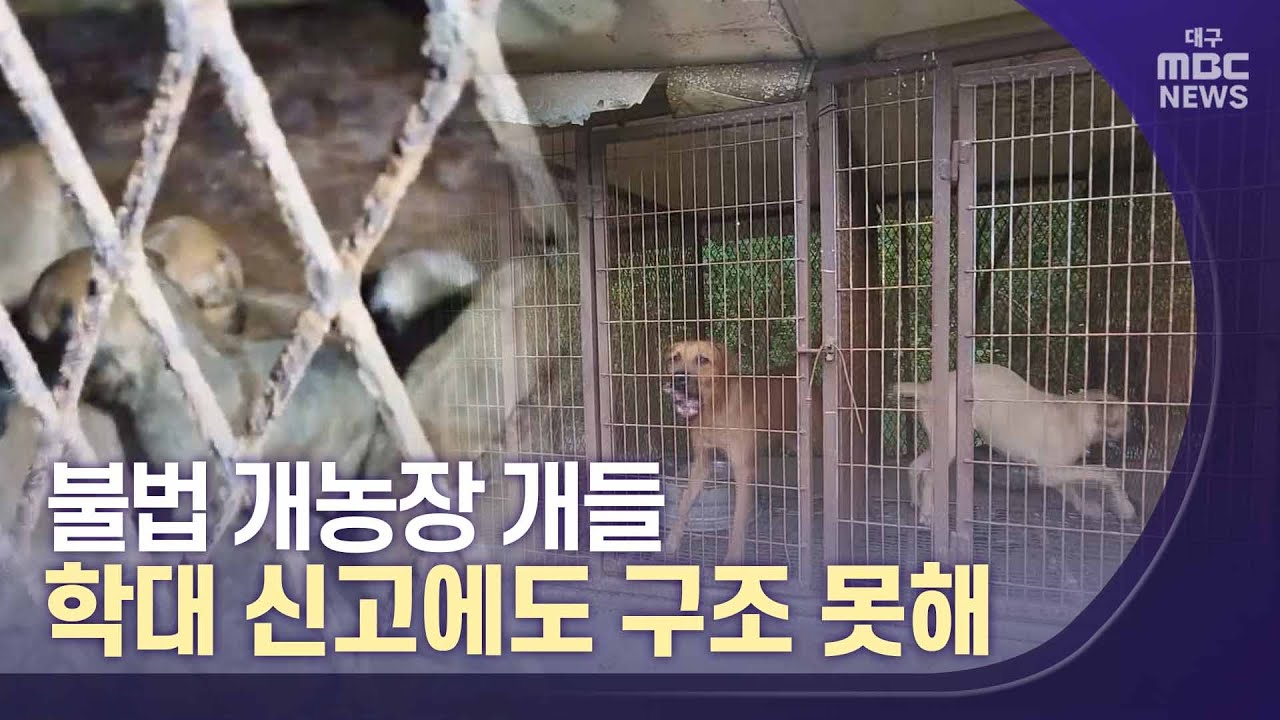 불법 개농장 개들‥학대 신고에도 구조 못해 | 대구MBC뉴스