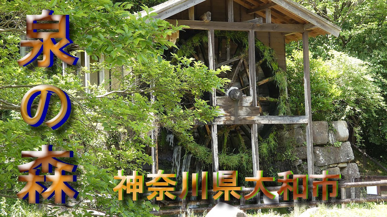 「泉の森」　　神奈川県大和市　2025.05.08.-05.14.