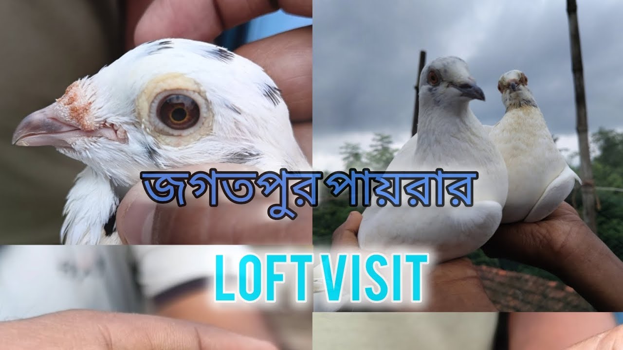 Howrah. Uluberia. i# vai a loft visit.. kabutar