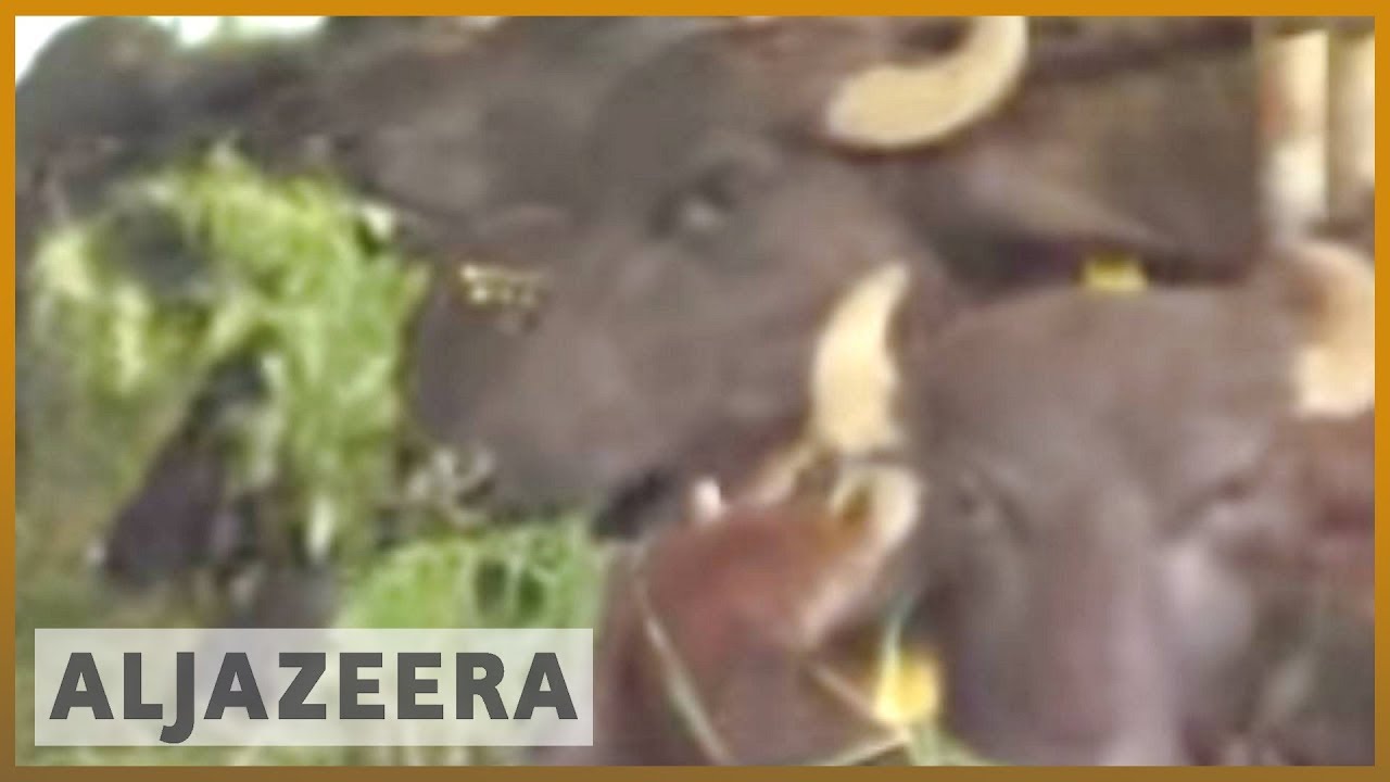 🇵🇭Cloning cattle in the Philippines | Al Jazeera English