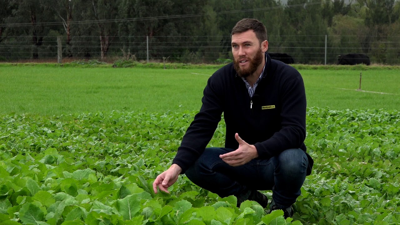 Singleton Pasture Demonstration Site Winter Walk Through - Adam Meusburger, Barenbrug on brassicas