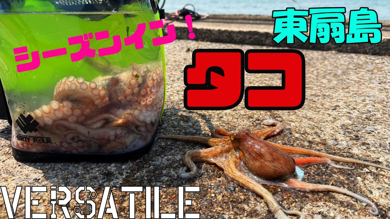 続、扇島はタコのシーズン入ったようです。