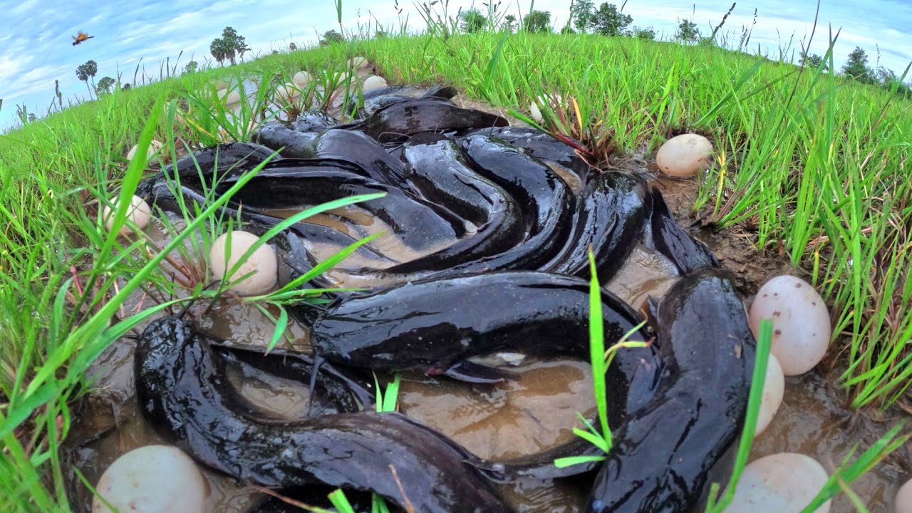 Top amazing fishing skills, pick duck eggs in rice field after the rain and catch fish