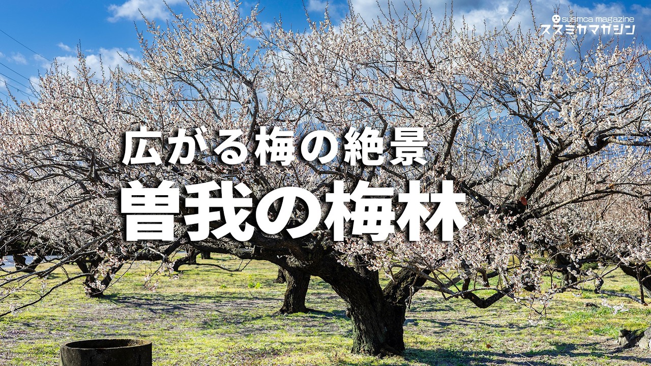 曽我梅林 | 全咲き（満開）小田原梅まつり 2026 先行撮影