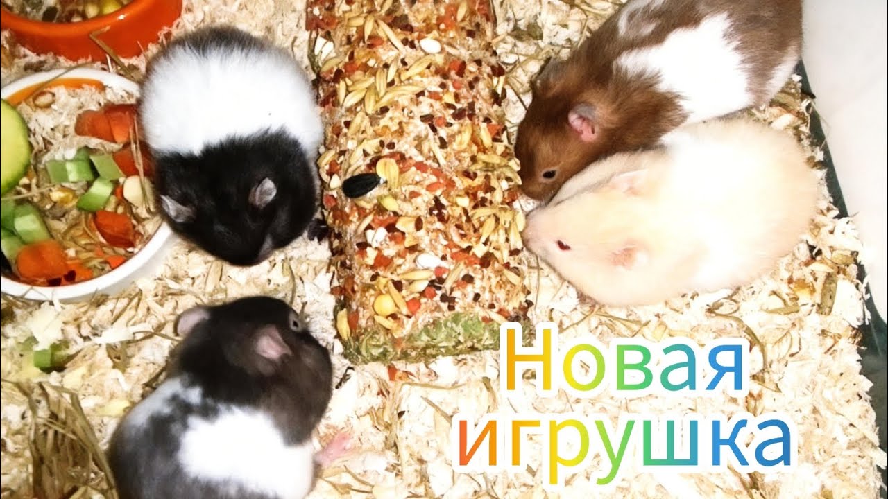 Новая игрушка для хомяков. Буся с малышами. 