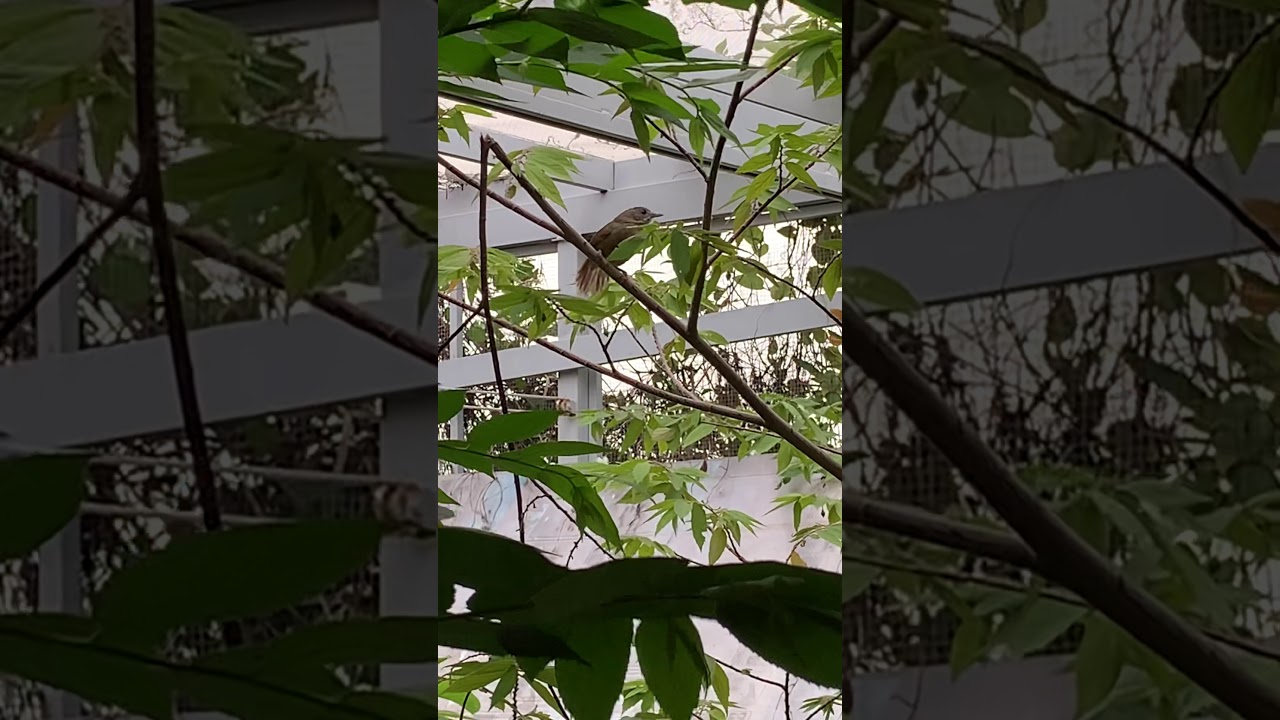 Nu&ocirc;i chim trong AVI - Chim tiểu mi xuống phố (The buff-breasted babbler in City)