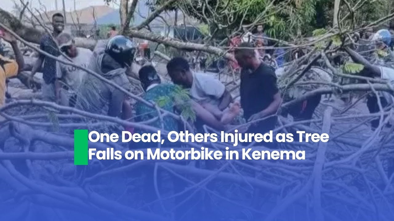 В Кенеме дерево упало на мотоцикл, один человек погиб, несколько получили ранения.